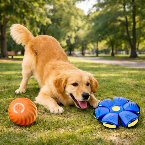 Combo de Pelotas Interactivas para Perros